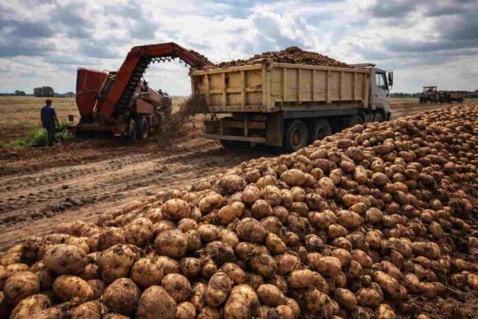cosecha-papa-campo-argentino-precios-2026-ruralnet Cosecha de papa con maquinaria agrícola cargando producción en camión en un campo argentino durante la campaña 2026