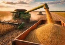 La soja salta a US$441 en Chicago, el valor más alto en casi dos años impulsado por la guerra y el petróleo