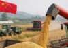 China busca producir más soja y podría recortar hasta 10 millones de toneladas de importaciones