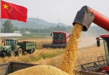 China busca producir más soja y podría recortar hasta 10 millones de toneladas de importaciones