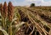 Cosecha de sorgo en Entre Ríos: avanza con rindes dispares y problemas sanitarios en los lotes Cosecha de sorgo en campo argentino con plantas caídas y cultivo afectado, mientras una cosechadora avanza en el lote