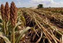 Cosecha de sorgo en Entre Ríos: avanza con rindes dispares y problemas sanitarios en los lotes Cosecha de sorgo en campo argentino con plantas caídas y cultivo afectado, mientras una cosechadora avanza en el lote