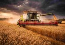 Urea sube 57% y la guerra presiona los costos: fertilizantes en alza y decisiones urgentes para la fina Cosechadora Claas cosechando trigo maduro bajo un cielo tormentoso con nubes oscuras en la Pampa húmeda argentina.