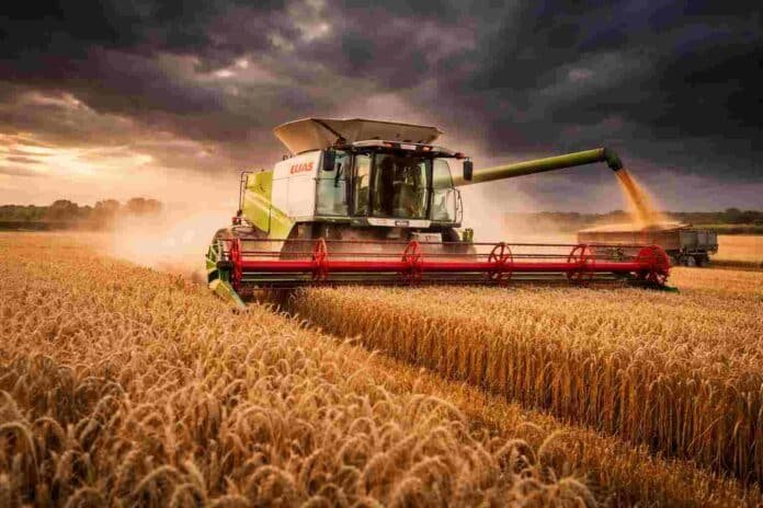 Cosechadora Claas cosechando trigo maduro bajo un cielo tormentoso con nubes oscuras en la Pampa húmeda argentina.