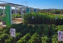 Del algodón al maní: el INTA presenta nuevas variedades que buscan más rinde, calidad y adaptación en el campo