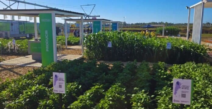 cultivos-expoagro-inta