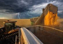 África se perfila como un gran mercado para el agro: crecerá fuerte la demanda de granos, carnes y lácteos Descarga de granos a camión en el campo argentino bajo tormenta en el horizonte