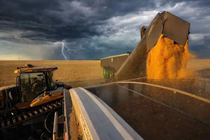 descarga-granos-campo-tormenta-pampa-humeda-ruralnet Descarga de granos a camión en el campo argentino bajo tormenta en el horizonte