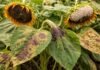 Girasol en alerta: INTA detecta 5 enfermedades y pide intensificar controles en una región que ya supera las 250.000 ha Plantas de girasol con síntomas de enfermedades foliares como alternaria y roya, con manchas y daño visible en hojas y capítulos en un lote agrícola