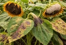 Girasol en alerta: INTA detecta 5 enfermedades y pide intensificar controles en una región que ya supera las 250.000 ha Plantas de girasol con síntomas de enfermedades foliares como alternaria y roya, con manchas y daño visible en hojas y capítulos en un lote agrícola