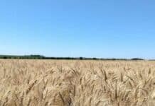 El consumo de fertilizantes sube 3% y alcanza 5,1 millones de toneladas en 2025