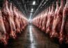 Alerta en la carne vacuna: la faena cae a mínimos históricos y el consumo se desploma en 2026 Interior de frigorífico con línea de faena y reses vacunas colgando en rieles metálicos en planta industrial de procesamiento de carne en Argentina
