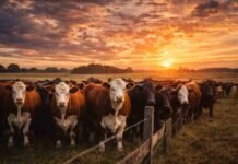 La ganadería toma impulso: precios firmes y demanda global empujan a la carne argentina Rodeo de vacas Angus y Hereford en un campo argentino al atardecer, en un contexto de crecimiento de la ganadería y demanda global de carne.