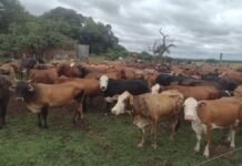 Recuperan 20 vacas robadas: operativo rural logra devolver toda la hacienda sustraída