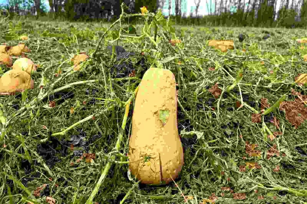 zapallo anco dañado por granizo en rio negro