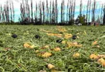 Granizo devastador: pérdidas de hasta el 90% y campos arrasados en Río Negro Cultivos dañados por una intensa tormenta de granizo en el Valle Medio de Río Negro, con pérdidas severas en producción hortícola a campo.