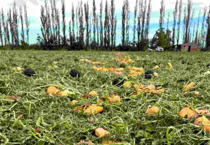 Cultivos dañados por una intensa tormenta de granizo en el Valle Medio de Río Negro, con pérdidas severas en producción hortícola a campo.