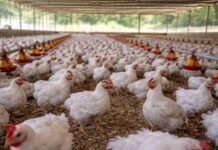 Alerta por gripe aviar: Entre Ríos refuerza controles y el sector busca evitar nuevos cierres de exportación Granja avícola con pollos en producción intensiva dentro de un galpón, en un establecimiento agropecuario de Argentina