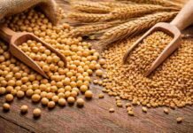 Ley de semillas: productores podrían pagar uso propio de soja y trigo, pero hasta 500 hectáreas seguirían gratis