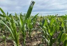 Alerta en maíz y soja: detectan cogollero hasta 21 veces más tolerante a un insecticida clave