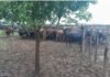 Vendió 161 vacunos y lo imputan por abuso de confianza: avanza el caso “La Joya” Hacienda bovina en corral en campo argentino, con barro y animales agrupados durante tareas de manejo ganadero