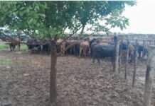 Vendió 161 vacunos y lo imputan por abuso de confianza: avanza el caso “La Joya” Hacienda bovina en corral en campo argentino, con barro y animales agrupados durante tareas de manejo ganadero