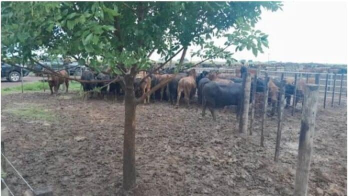 Hacienda bovina en corral en campo argentino, con barro y animales agrupados durante tareas de manejo ganadero