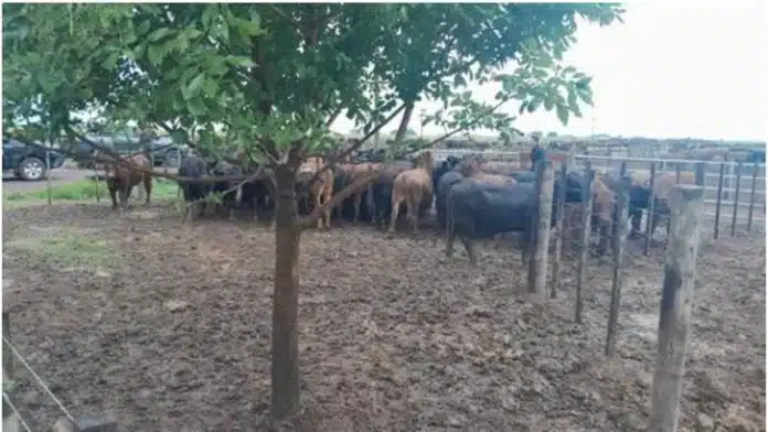 Hacienda bovina en corral en campo argentino, con barro y animales agrupados durante tareas de manejo ganadero