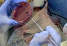 Avicultura: el INTA suma un laboratorio clave y acelera el control de Salmonella con resultados oficiales Técnico realizando análisis microbiológico en laboratorio del INTA con placas de cultivo para detección de Salmonella en producción avícola