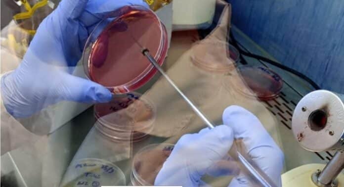 laboratorio-inta-analisis-salmonella-avicultura-ruralnet Técnico realizando análisis microbiológico en laboratorio del INTA con placas de cultivo para detección de Salmonella en producción avícola