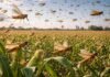 Langostas: Argentina cumple 135 años de control y consolida un sistema clave para proteger millones de hectáreas Enjambre de langostas sobre cultivo de maíz en campo argentino, mostrando el impacto de esta plaga en la producción agrícola