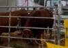 Limousin gana terreno en el “boom” ganadero: productores buscan más kilos por animal y mejor conversión Bovinos de raza Limousin en exposición ganadera, destacados por su alto rendimiento cárnico y eficiencia en cruzamientos para producir más kilos de carne