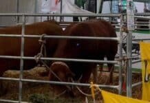 Limousin gana terreno en el “boom” ganadero: productores buscan más kilos por animal y mejor conversión Bovinos de raza Limousin en exposición ganadera, destacados por su alto rendimiento cárnico y eficiencia en cruzamientos para producir más kilos de carne