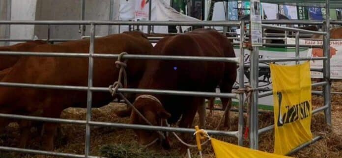 limousin Bovinos de raza Limousin en exposición ganadera, destacados por su alto rendimiento cárnico y eficiencia en cruzamientos para producir más kilos de carne