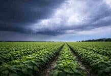 Lluvias desparejas en Córdoba: alivio para soja y maní, pero alertan por demoras en la cosecha Cultivo de soja en Córdoba bajo cielo de tormenta, con lluvias recientes y suelos húmedos que complican la cosecha.