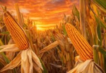 Maíz temprano en Santa Fe: rindes que van de 50 a 128 qq/ha y un girasol que cierra con buenos números