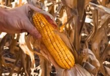 Leo Ponzio muestra maíz de 130 qq/ha y girasol de 27 qq en Santa Fe pese a más de 20 días sin lluvias Espiga de maíz madura en campo agrícola de Argentina sostenida por un productor durante la cosecha, con cultivo seco de fondo