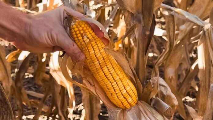 Espiga de maíz madura en campo agrícola de Argentina sostenida por un productor durante la cosecha, con cultivo seco de fondo