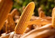 Maíz en Entre Ríos: la producción daría un salto del 82% impulsada por buenos rindes y avance de cosecha