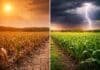 El Niño se activa: altas chances para la campaña 2026/27 y posible giro en las lluvias Comparación en campo argentino: maíz afectado por sequía con suelo seco y cielo naranja frente a cultivo de maíz verde bajo tormenta con lluvia y relámpago, mostrando contraste climático