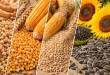 Granos: se completa una nueva semana de actividad en la plaza local, en una rueda en la que el maíz mostró subas en los negocios por el disponible. Con la soja volviendo a registrar referencias abiertas de compra, el trigo presentó una amplia variedad de ofertas