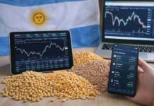 Granos: el dinamismo comercial fue algo más calmo en el mercado local. En este escenario, tanto el trigo como el maíz sostuvieron sus ofertas en el disponible, mientras que la soja se negoció en niveles similares al jueves Mercado de granos en Argentina con precios de soja, maíz y trigo en pantalla junto a granos físicos y bandera nacional de fondo