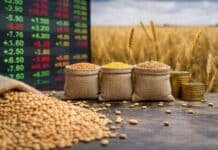 Granos: en la plaza doméstica continuó la búsqueda por maíz, con precios entre estables y alcistas, mientras que la soja repuntó en su actividad, a pesar de la escasa cantidad de referencias abiertas. En trigo las cotizaciones ajustaron al alza Bolsas de granos con soja, maíz y trigo en primer plano, con fondo de campo agrícola y pantalla de cotizaciones desenfocada, representando el mercado de granos en Argentina.