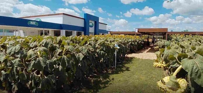 Productores recorren el plot de girasol de NK Semillas en Expoagro 2026 observando híbridos y ensayos a campo bajo cielo despejado