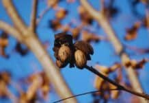 Pecán: Argentina ya tiene 12.000 hectáreas y exporta el 65 % de su producción a más de 10 mercados