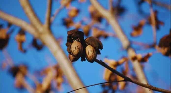 nuez pecán-gentileza CAPPECÁN