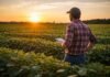 Seguro multirriesgo avanza en el agro y ya cubre sequía e inundaciones tras una prueba piloto exitosa Productor agropecuario observa un cultivo de soja al atardecer mientras analiza datos en el campo, en un contexto de gestión productiva y riesgo climático