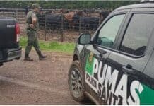 Roban 190 cabezas y recuperan 161 en un feedlot a 80 km: golpe a la seguridad rural en Santa Fe Operativo de la Policía Rural Los Pumas en un feedlot de Santa Fe tras el hallazgo de ganado robado en un caso de inseguridad rural