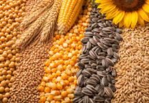 Granos: segunda rueda de la semana en la que el maíz cedió en sus niveles negociados en el disponible y el trigo sostuvo sus referencias. Por su parte, la soja cerró la sesión sin presentar propuestas abiertas de compra por parte de la demanda Semillas de soja, trigo, maíz, girasol y cebada dispuestas en primer plano, representando los principales cultivos de la producción agrícola argentina.