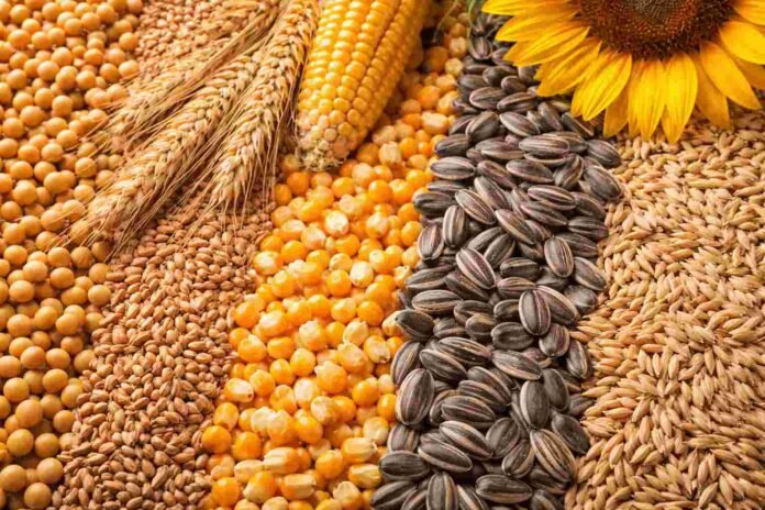 Semillas de soja, trigo, maíz, girasol y cebada dispuestas en primer plano, representando los principales cultivos de la producción agrícola argentina.